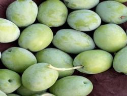 Büyükşehir Belediyesi Zeytin Üreticilerine Makine Desteği Sağlıyor